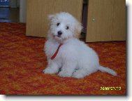 Coton de Tulear