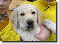 Labrador Retriever