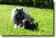 Chinese Crested Dog