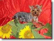 Jorkšírský terier, Yorkshire Terrier,