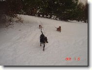 German Pinscher