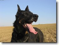 Beauce sheep dog \\\\\(beauceron\\\\\) \\\\\(Dog standard\\\\\)