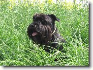 Schnauzer