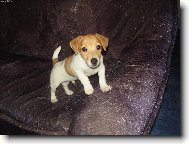 Jack Russell Terrier