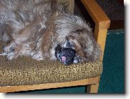 Pekingese, Pekinese, Peking Palasthound