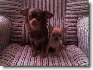Chihuahua