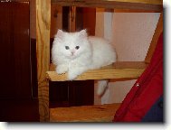 Turkish Angora