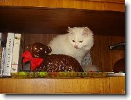 Turkish Angora