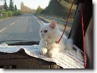 Turkish Angora