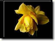 Narcis