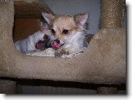 Chihuahua