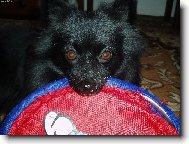 Deutscher spitz - Kleinspitz, German Spitz  Miniature Spitz