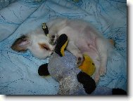 Chihuahua