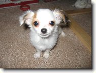 Chihuahua