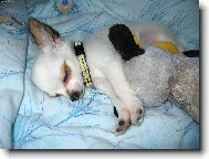 Chihuahua