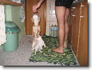 Chihuahua