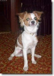 Chihuahua