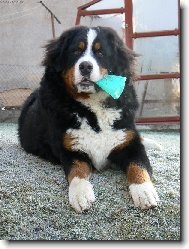 Berner Sennenhund