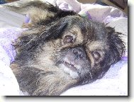 Pekingese, Pekinese, Peking Palasthound