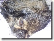 Pekingese, Pekinese, Peking Palasthound
