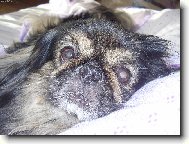 Pekingese, Pekinese, Peking Palasthound