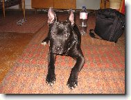 American Staffordshire Terrier Blue Lacy