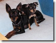 PRAGUE RATTER