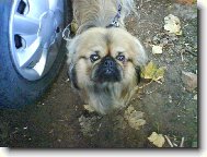 Pekingese, Pekinese, Peking Palasthound