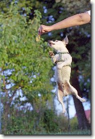 Jack Russell Terrier