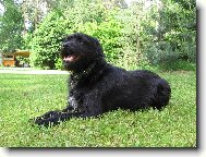 Schnauzer