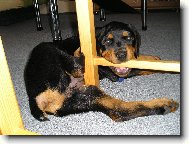 Rottweiler