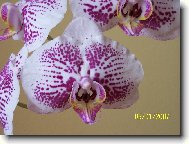 Orchidaceae