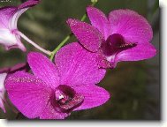 Orchidaceae