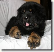 Tibetan Mastiff