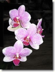 Orchideje