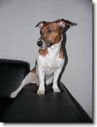 Jack Russell Terrier