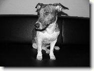 Jack Russell Terrier