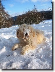 Tibetan Terrier