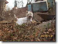 West highland white terrier \\\\\(Dog standard\\\\\)