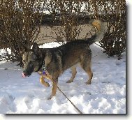 German Shepherd Dog