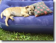Border Terrier