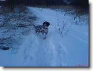 English Springer Spaniel