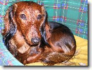 Dachshund
