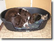 English Springer Spaniel
