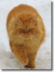 Persian cat