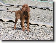 Irish Red Setter