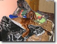 Irish Red Setter