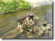 English Springer Spaniel