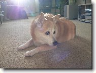 Norsk Buhund