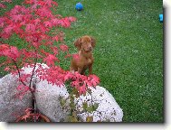 Rövidszörü Magyar Vizsla, Hungarian Short-haired Pointing Dog